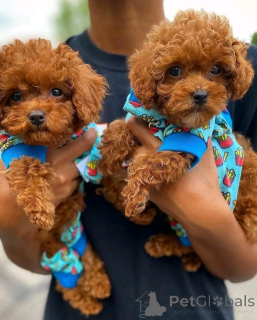 Photo №2 to announcement № 161890 for the sale of poodle (dwarf) - buy in Austria private announcement, breeder