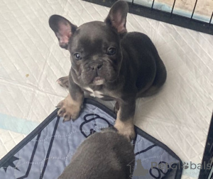 Photo №1. french bulldog - for sale in the city of Dendermond | 310$ | Announcement № 167819