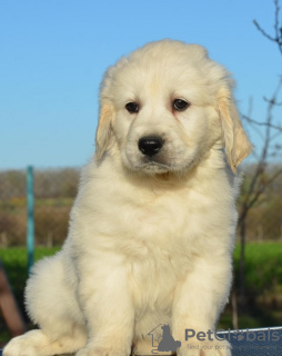 Photo №3. Golden Retriever puppies. Serbia