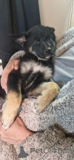 Photo №2 to announcement № 166205 for the sale of german shepherd - buy in Germany private announcement