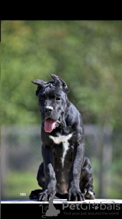 Photo №2 to announcement № 118942 for the sale of cane corso - buy in Serbia breeder