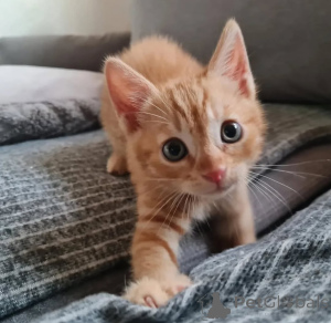 Photo №2 to announcement № 146292 for the sale of toyger - buy in Finland private announcement, breeder