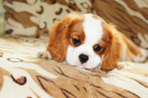 Photo №1. cavalier king charles spaniel - for sale in the city of  | 1300$ | Announcement № 4187