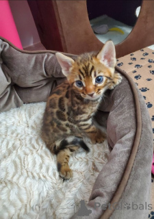 Photo №1. bengal cat - for sale in the city of Aizlingen | 516$ | Announcement № 157344