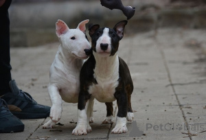 Photo №1. bull terrier - for sale in the city of Belgrade | negotiated | Announcement № 164496