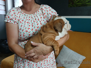 Photo №4. I will sell english bulldog in the city of Wrocław. breeder - price - negotiated