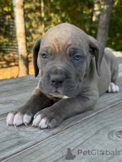 Photo №2 to announcement № 161247 for the sale of cane corso - buy in Netherlands breeder