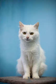 Photo №3. Sweet and affectionate Bella is looking for a home. Russian Federation