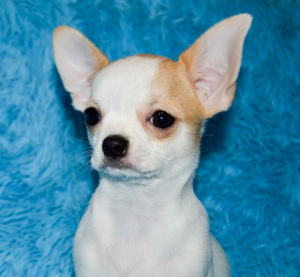 Photo №1. chihuahua - for sale in the city of Златоуст | 646$ | Announcement № 4907