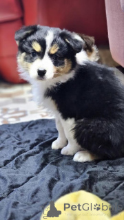Photo №4. I will sell australian shepherd in the city of Zrenjanin. breeder - price - negotiated