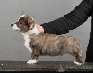 Photo №1. welsh corgi - for sale in the city of St. Petersburg | 690$ | Announcement № 32254