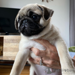 Photo №1. pug - for sale in the city of Charlotte | negotiated | Announcement № 76465