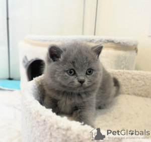 Photo №1. british shorthair - for sale in the city of New York Mills | 260$ | Announcement № 118021