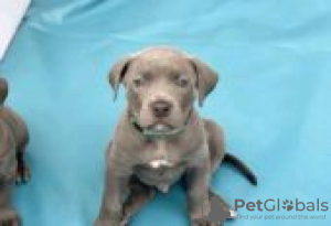 Photo №2 to announcement № 129083 for the sale of american pit bull terrier - buy in Finland breeder