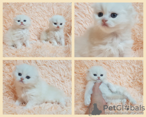 Photo №1. scottish fold - for sale in the city of Minsk | negotiated | Announcement № 92092