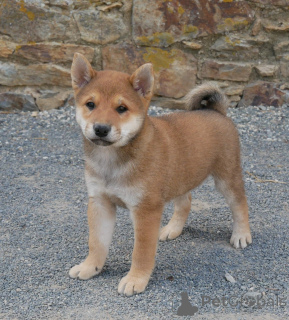 Photo №3. Shiba puppies available for adoption. Belgium