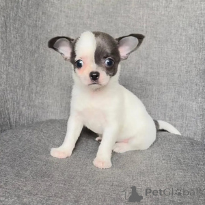 Photo №1. chihuahua - for sale in the city of Feldkircch | negotiated | Announcement № 168160