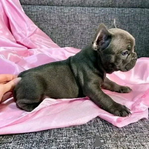 Photo №3. Get your adorable  French Bulldog puppies at affordable rates. We are looking. Belgium