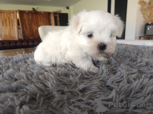 Photo №1. bichon frise - for sale in the city of Liège | Is free | Announcement № 138937