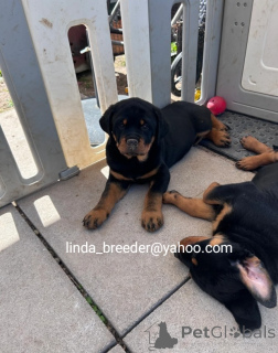 Photo №2 to announcement № 170264 for the sale of rottweiler - buy in Germany 