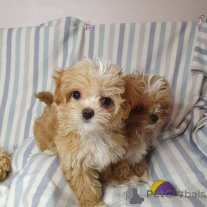Photo №4. I will sell poodle (toy) in the city of Munich. from the shelter, breeder - price - 465$