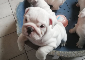 Photo №4. I will sell english bulldog in the city of Москва. from nursery - price - negotiated