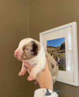 Photo №2 to announcement № 173954 for the sale of border collie - buy in United States 