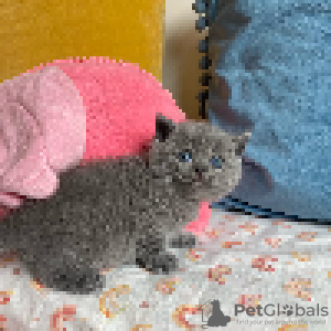 Photo №2 to announcement № 97546 for the sale of british shorthair - buy in Sweden private announcement