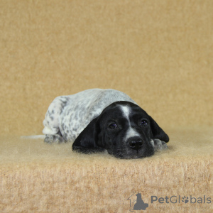 Photo №4. I will sell non-pedigree dogs in the city of Reims. breeder - price - 894$