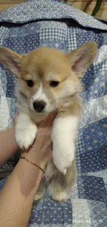 Photo №2 to announcement № 5867 for the sale of welsh corgi - buy in Russian Federation private announcement, breeder