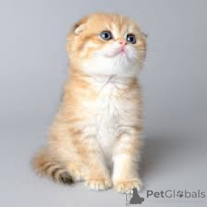 Photo №2 to announcement № 164668 for the sale of scottish fold - buy in Finland private announcement, breeder
