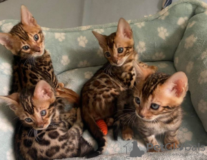 Photo №1. savannah cat - for sale in the city of Stockholm | negotiated | Announcement № 96287