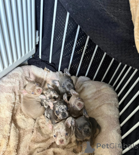 Photo №1. french bulldog - for sale in the city of Chania | 413$ | Announcement № 171657