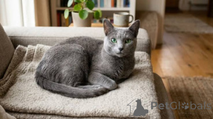 Photo №1. russian blue - for sale in the city of RrogOZHINë | negotiated | Announcement № 173673