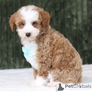 Photo №2 to announcement № 176365 for the sale of poodle (toy) - buy in Germany private announcement