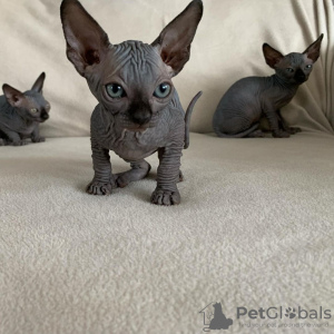 Photo №1. sphynx cat - for sale in the city of Ипр | Is free | Announcement № 128892