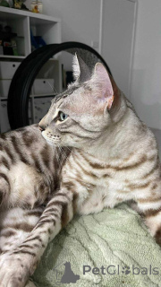 Photo №2 to announcement № 152644 for the sale of bengal cat - buy in Switzerland private announcement