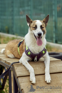 Photo №3. Handsome Sky is looking for a home and a loving family!. Russian Federation