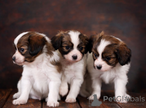 Photo №2 to announcement № 44902 for the sale of papillon dog - buy in Switzerland private announcement