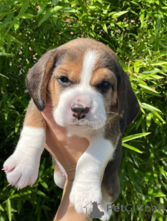 Photo №2 to announcement № 124815 for the sale of beagle - buy in Moldova private announcement