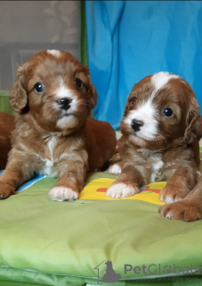 Additional photos: Maltipoo F1 puppies