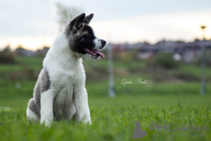 Additional photos: American Akita puppies