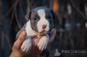 Photo №2 to announcement № 10330 for the sale of american staffordshire terrier - buy in Ukraine from nursery
