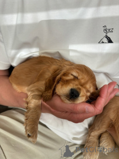 Photo №1. english cocker spaniel - for sale in the city of Zossen | negotiated | Announcement № 157996