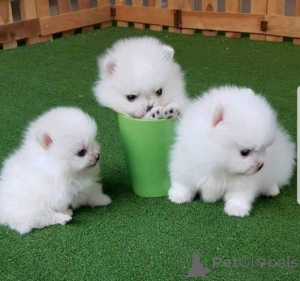 Photo №1. pomeranian - for sale in the city of OSLO | negotiated | Announcement № 175038