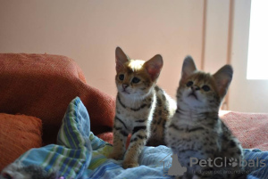 Additional photos: caracat and savannah kittens