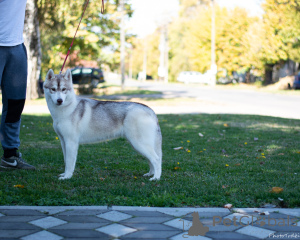 Photo №4. I will sell siberian husky in the city of Inđija.  - price - negotiated