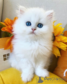 Photo №1. persian cat - for sale in the city of London | 211$ | Announcement № 123514