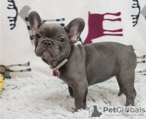 Photo №3. French Bulldog puppies for adoption.. Switzerland