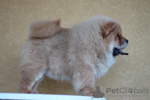 Photo №4. I will sell chow chow in the city of Kruševac. breeder - price - 1268$
